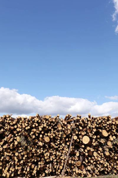 bunch of felled trees near a logging site. Piles of wooden logs under blue sky. place for text.