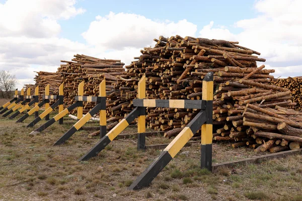 Bunch of felled trees near a logging site. Piles of wooden logs under blue sky — Stock Image Bunch Felled Trees Logging Site Piles Wooden Logs Blue Sky Stock Image