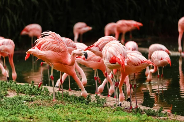 Een Kudde Roze Flamingo Reflectie Het Water Selectieve Focus — Stockfoto