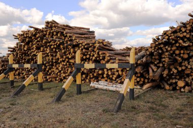 Ağaç kesme sahasının yakınındaki bir grup ağaç. Mavi gökyüzünün altında odun yığınları