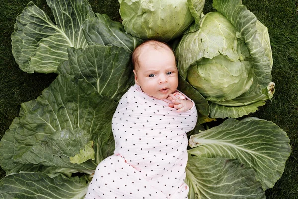 Fille Nouveau Mois Est Couché Dans Chou Vert Des Légumes — Photo