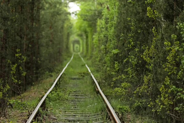 Natuurlijke Tunnel Van Liefde Gevormd Door Bomen Oekraïne Klevan Oude — Stockfoto