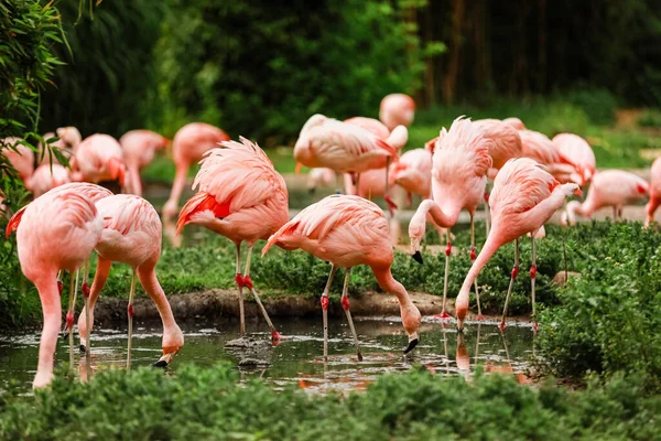 Een Kudde Roze Flamingo Reflectie Het Water Selectieve Focus — Stockfoto