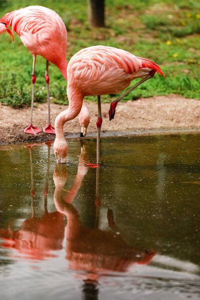 A flock of pink flamingos and reflection in the water. selective focus.