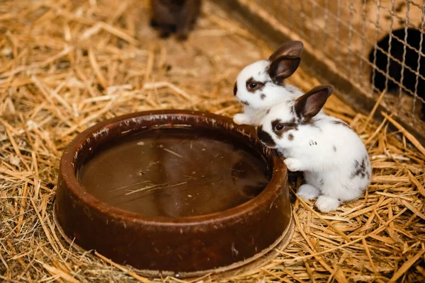 Zwei Weiße Kaninchen Trinken Wasser Aus Gebackener Tonscheibe Selektiver Fokus — Stockfoto