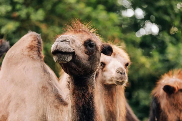 Cabeças Dois Camelos Deserto Gobi Mongólia Close Nariz Boca Olhos — Fotografia de Stock