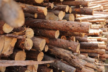 Ağaç kesme sahasının yakınındaki bir grup ağaç. seçici odak