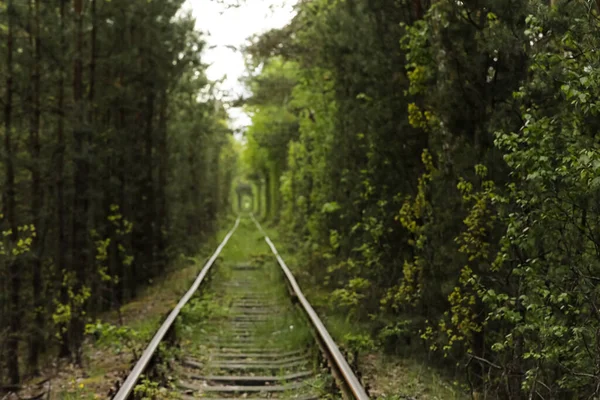 Natuurlijke Tunnel Van Liefde Gevormd Door Bomen Oekraïne Klevan Oude — Stockfoto