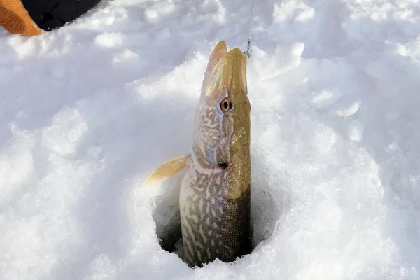 Pêche Sur Glace Brochet Dans Trou — Photo