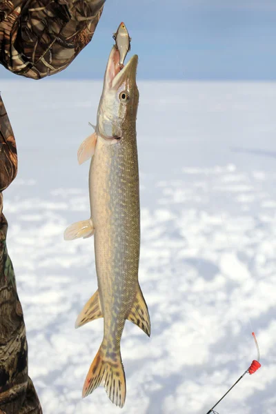 Wędkarstwo Podlodowe Pike Rękach Angler — Zdjęcie stockowe