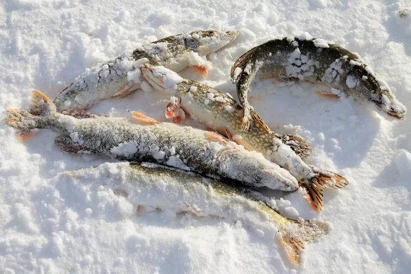Balık Tutma Pike Catch Buz — Stok fotoğraf