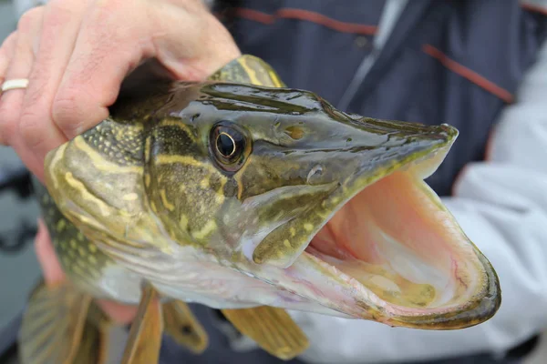 Wędkarstwo Podlodowe Pike Rękach Angler — Zdjęcie stockowe