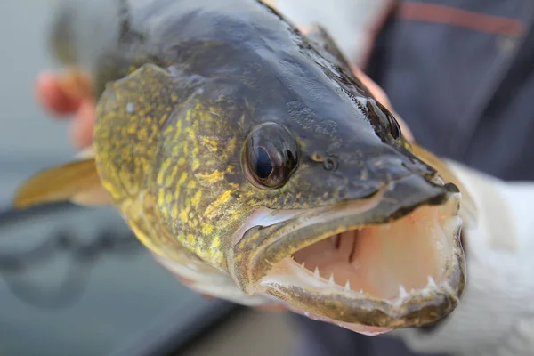 Wędkowanie Sandacz Rękach Angler — Zdjęcie stockowe