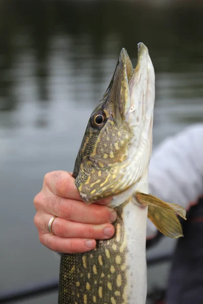 Wędkarstwo Podlodowe Pike Rękach Angler — Zdjęcie stockowe
