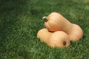 Çimlerin üzerinde kabaklar