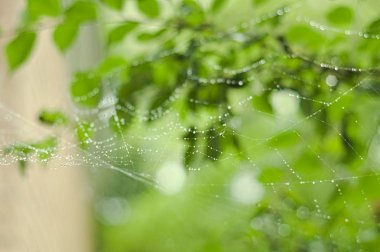 Sonra kötü bir arka plan üzerinde yağmur damla Petina