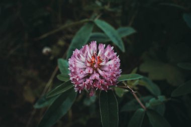 Ormanın içinde yonca