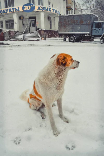 Біла Помаранчева Хутряна Собака — стокове фото