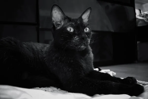 Gato Com Pele Preta — Fotografia de Stock