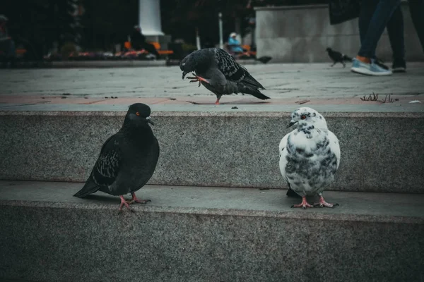 Şehir Güvercinleri — Stok fotoğraf