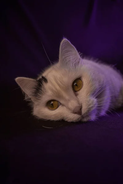 Gato Com Pêlo Branco — Fotografia de Stock