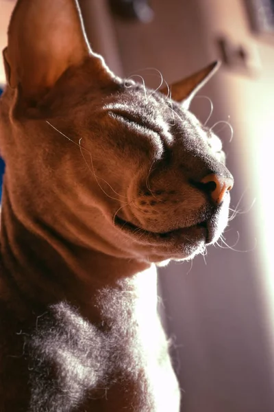 the ray of the sun on the cat\'s face