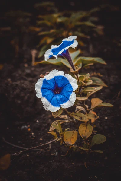 Fiore Bianco Blu — Foto Stock
