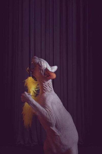 Бесшерстная кошка играет
