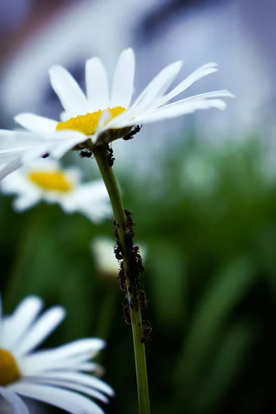 Naturen Myror Och Kamomill — Stockfoto