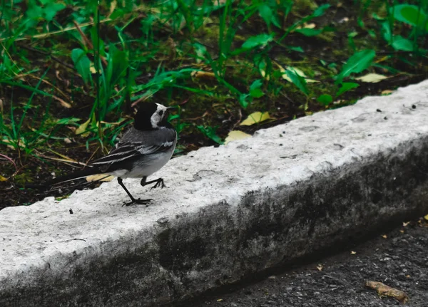 Pássaro Está Andando Fronteira — Fotografia de Stock