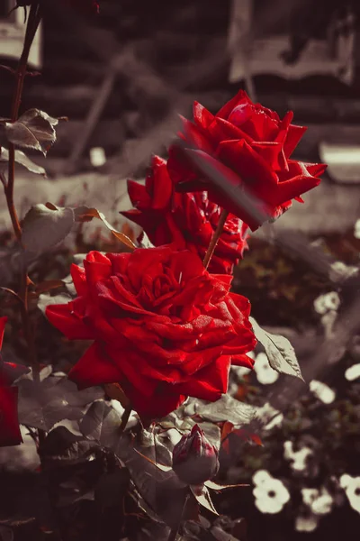 Bahçedeki Kırmızı Güller — Stok fotoğraf