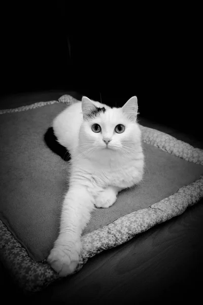 Beyaz Kitty Döşeme — Stok fotoğraf