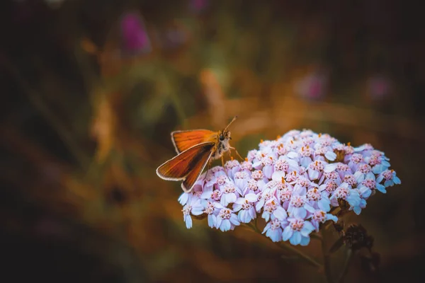Farfalla Sul Fiore Rosa Foto Stock