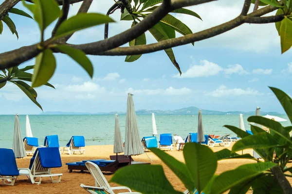 Pattaya boş plaj tropikal bitki ile