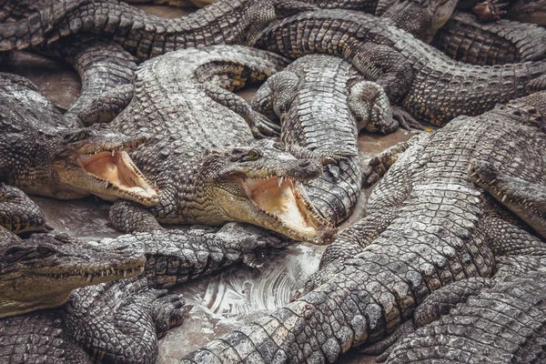 Asia Thailand Crocodile Farm Background Crocodiles Open Mouths — Stock Photo, Image