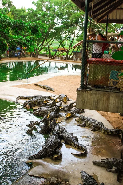 Rocodile Çiftlik Rocodiles Açık Ağızlı Keskin Dişleri Ile Tehlikeli Sürüngenler — Stok fotoğraf