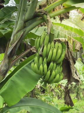 Muz ağacındaki yeşil baban hasat etmeye hazır.