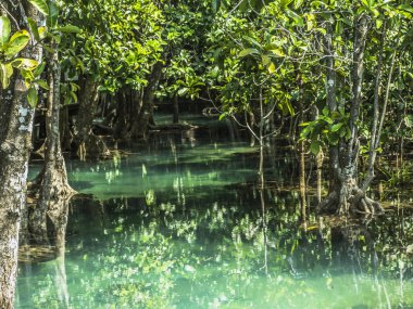 So clear water in Peat swamp forest in Thailand