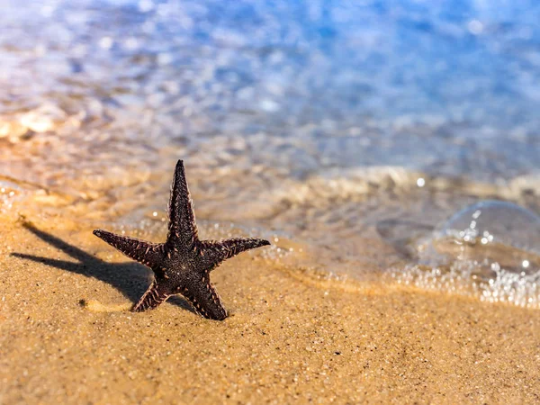 Αστέρι Στη Θάλασσα Στην Παραλία Καθαρά Νερά Και Κίτρινη Αποστολή — Φωτογραφία Αρχείου