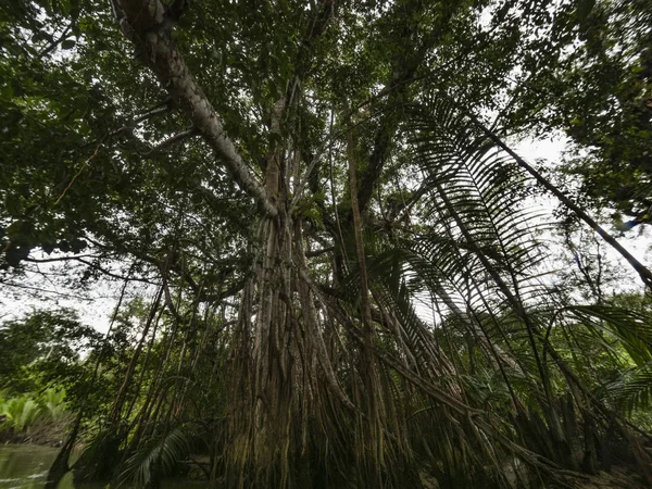 サイやガジュマルの木はとても大きく 美しい川辺成長です — ストック写真