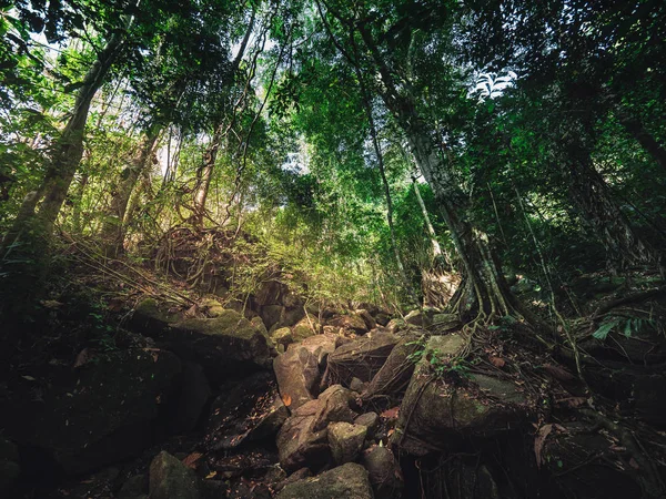 Doğa dan güneş ışığı forrest mistik Atmosfer oluşturmak