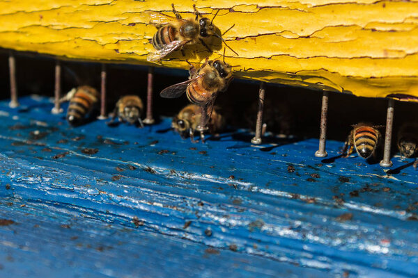 Крупный план летающих пчел. Деревянный улей и пчелы.
