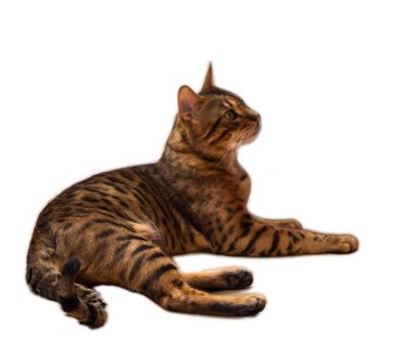 Beyaz zemin üzerine karışık Bengal kedisi