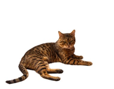 Beyaz zemin üzerine karışık Bengal kedisi