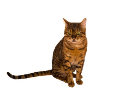 Beyaz zemin üzerine karışık Bengal kedisi