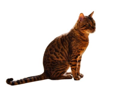 Beyaz zemin üzerine karışık Bengal kedisi