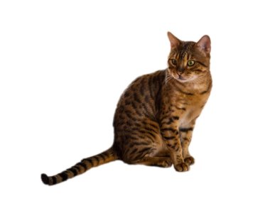 Beyaz zemin üzerine karışık Bengal kedisi