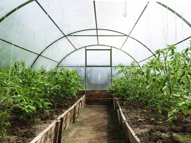 Domates bitkiler sera içinde satırları.