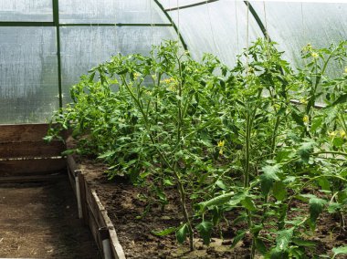 Domates bitkiler sera içinde satırları.