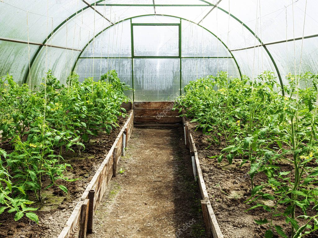 Rows of tomato plants growing inside greenhouse.
